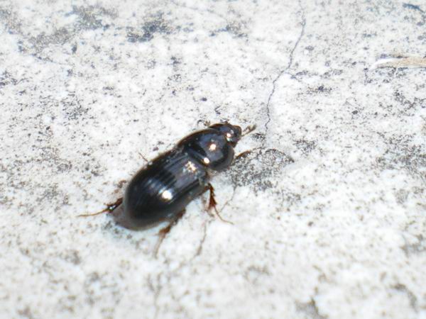 Aphodiidae: Calamosternus granarius e Tenebrionidae: Asida bayardi bayardi